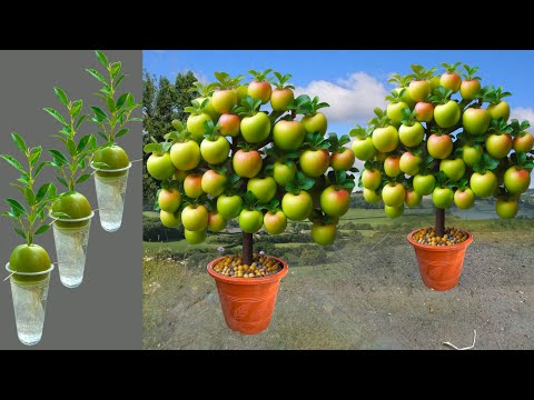 Great Technique For Grafting Apples Trees From Apples Fruits, how to growing apples trees