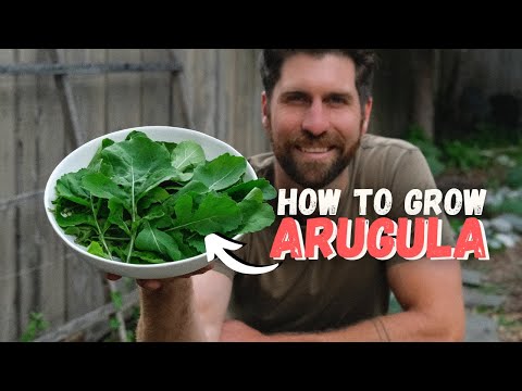 9 Tips to Grow Arugula from Seed to Harvest