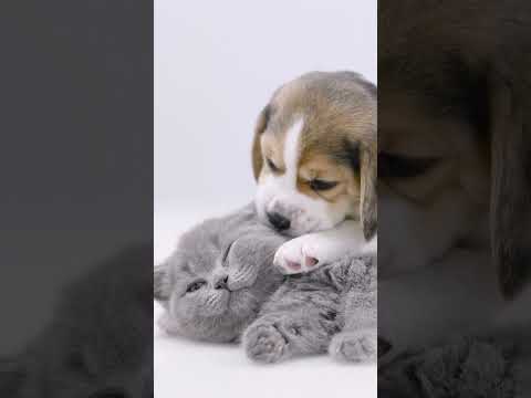 PUPPY VS KITTEN featured in my latest video #puppy #kitten