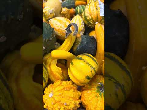 different sizes and shapes of pumpkins #shorts #short #trending #viral #halloween