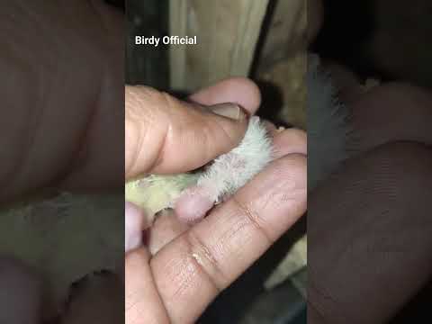 New Guests - Baby Cockatiel #birds #cockatiel