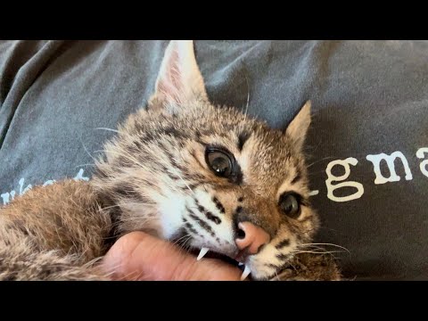 Letting a Bobcat Eat my Hand (one month update)