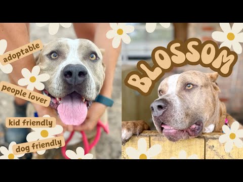 Meet adoptable Blossom the uber-loving snugglebug! 🌼