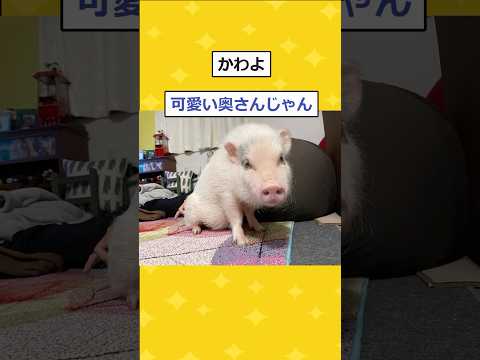 【2ch面白いスレ】上司「うち豚飼ってるけどいい？」 ワイ「またまたぁ！（奥さんを豚呼ばわりなんてひどいなｗ」wwww #2ch #2chスレ #面白い #shorts