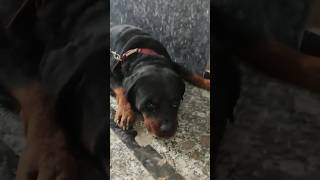 Zoey rottwiler ko chaath ka gana a sunya #viralshort #doglover #rottweilerlove  #chhathpuja #shorts