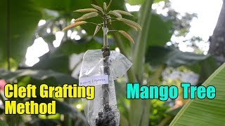 Grafting Mango Tree With Cleft Grafting Method