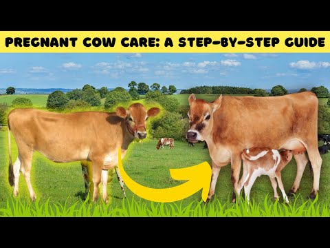 Pregnant Cow Care: Everything You Need to Know - Before And After Birth