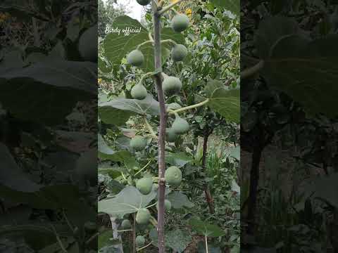 Green Candy Fig Plant #gardening #fruit #homegarden #figplant