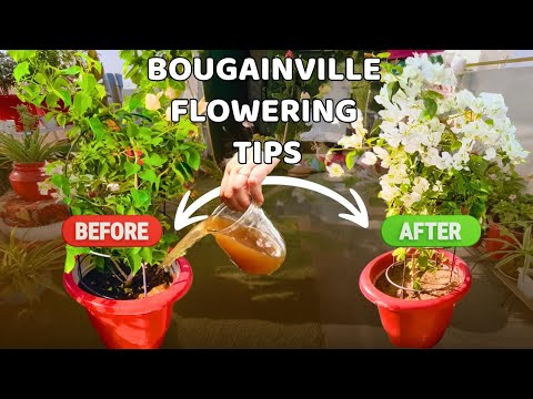 Bougainvillea में पत्तो से ज्यादा फूल आएंगे.. बस इसे डाल लीजिए/how to get more bougainvillea flowers