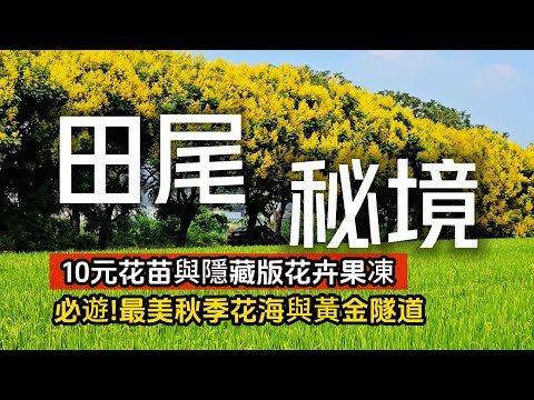 必遊秋季黃金隧道❗田尾夢幻賞花秘境｜便宜到狂買的10元花苗｜最在地的田尾玩法都在這裡｜田尾❌彰化｜TAIWAN｜