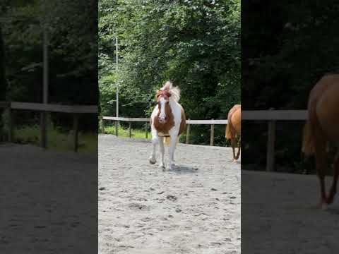 The Big 3 Sure Know How To Boogie Around The Arena 🕺🪩✨ #horses #shorts #stayinalive