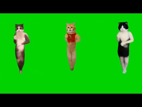 【最新版】カンカン猫ミームDANCE＃KangKangKang#gb素材 #catmemes