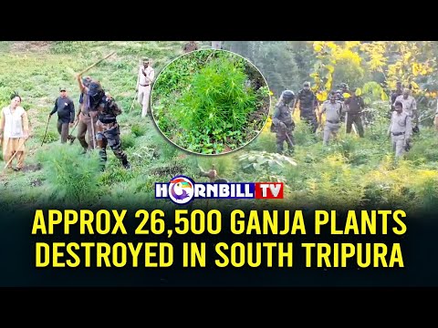 APPROX 26,500 GANJA PLANTS DESTROYED IN SOUTH TRIPURA