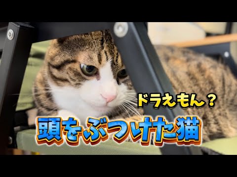 頭をぶつけた猫　ドジっ子球太