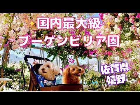 【2023春キャンピングカー旅行⑤】愛犬と佐賀観光🐶🐶国内最大級  #ブーゲンハウス嬉野 #ブーゲンビリア