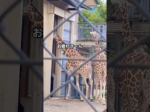 キリン❤️本日の営業はおわりー🦒✨ #おもしろ #動物 #京都市動物園 #shorts