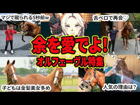 【オルフェーヴル好き集まれ】脳を焼かれること間違いなし‼美しき金色の暴君に刮目せよ‼に対する反応集【競馬の反応集】