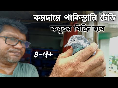 Teddy Pigeon Sale || পাকিস্তানি টেডি কবুতর কিনুন || High Flyers Pigeon For Sale 2024