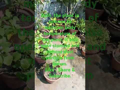 plant care tips# 2 in summer . #nature #beautiful #cute #song #