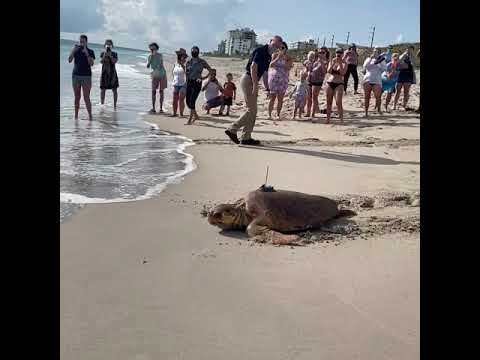 Brody & Terra's Release: Sea Turtle Hospital Returns Two Sea Turtles Back Into The Ocean