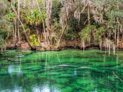 11 Best Places in Florida to See Manatees