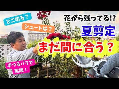 バラ】花がらが残ってる!!　夏剪定は間に合うの？