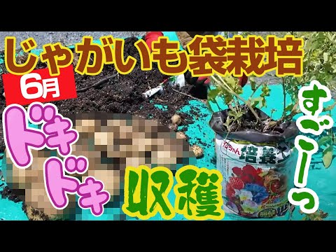 【じゃがいも袋栽培】ついに収穫！どれだけとれた？