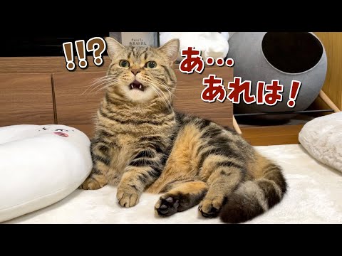 弟猫と添い寝してたら甘えん坊の兄猫に見つかってしまいました…！