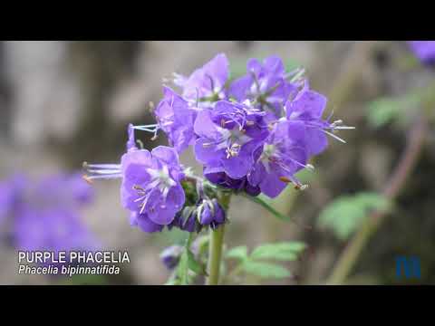 RiverBluff Wildflower Wildflower Walk