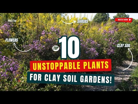 Top 10 UNSTOPPABLE Plants for CLAY SOIL Gardens! 🌿🌸🌱 // Gardening Ideas