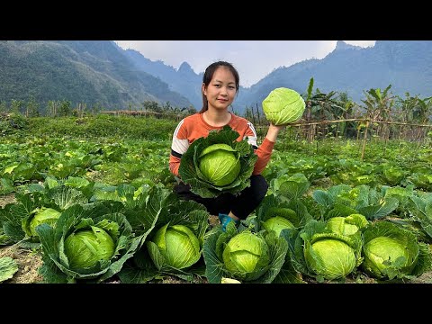 Harvest CABBAGE, Make Cabbage Rolls for Poor Children - Country Flavor