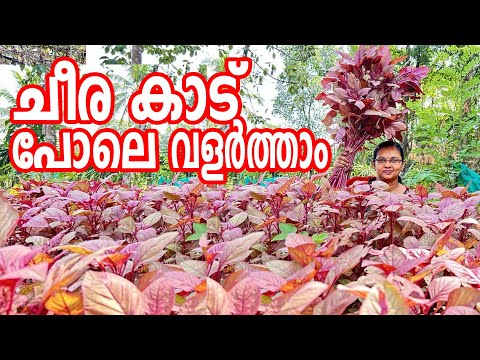 ചീര വിത്ത് ഈ രീതിയിൽ പാകി നോക്കൂ | ചീര കൃഷി | Cheera Krishi in Malayalam