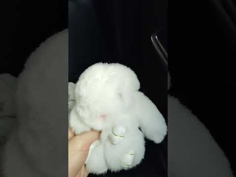 vOiCe rEVeAl #bunny #fluffy #random #crazy #voicereveal #shorts #screaming