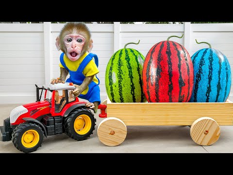 KiKi Monkey drive truck to harvest Colorful Watermelon on the farm with Ducklings | KUDO ANIMAL KIKI