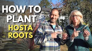 How to Plant Hosta Roots in Containers 🌿