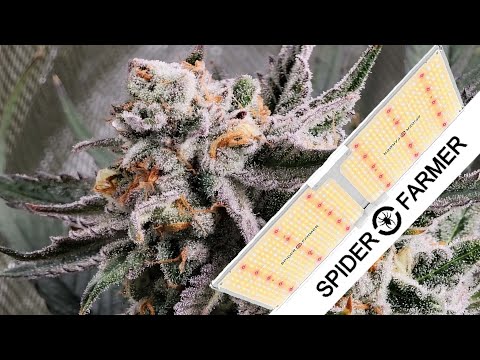 Spider Farmer SF2000 - LED Grow Light Review Based on Actual Harvests