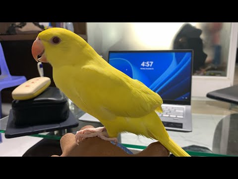 Wow!!!! This parrot looks so beautiful. Yellow and cutie parrot .