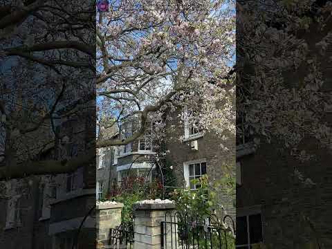 🌸 Spring in London 🌷 | A Blooming Adventure in the City 🌿