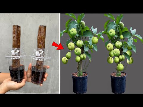 Guava cuttings technique to bear fruit quickly after 1 month