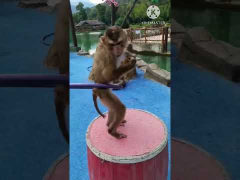 Patli kamriya hy hy cute monkey video#funny#youtubeshort#shortviralvideo#feed#🤣🤣🔥