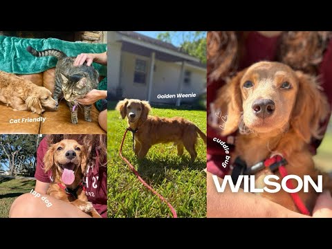 He’s quick to steal your heart! Meet Wilson, the golden weenie!