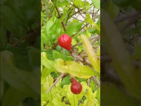 1212 pomegranate tree 2 red flower buds november 2024