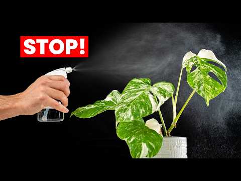 Why You Should NEVER Mist Your Plant