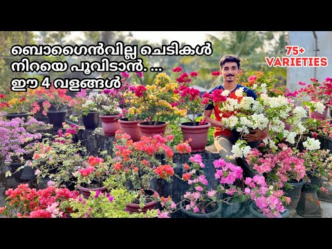 Bougainvillea Complete care | 4 Fertilizer , Pruning,Tips n tricks | ബോഗൈൻവില്ല നിറയെ പൂവിടും ✅