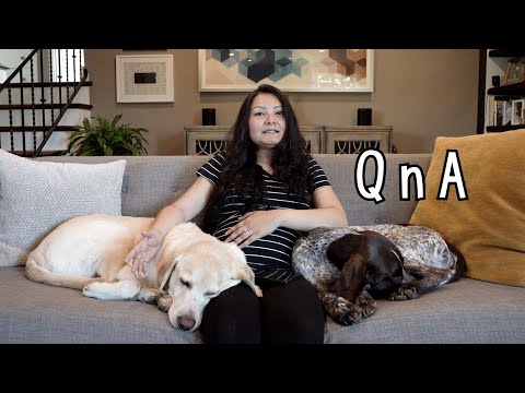 Q&A | Baby News, How are the dogs reacting?