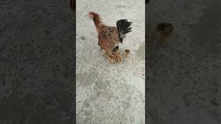 Engry Mother Hen #short #viral #video #shortviralvideo