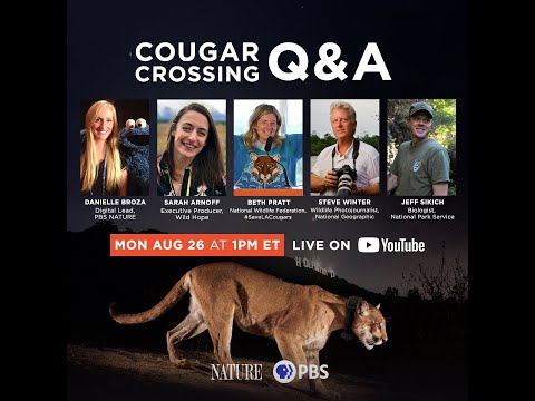 LIVE: Cougar Crossing Q&A