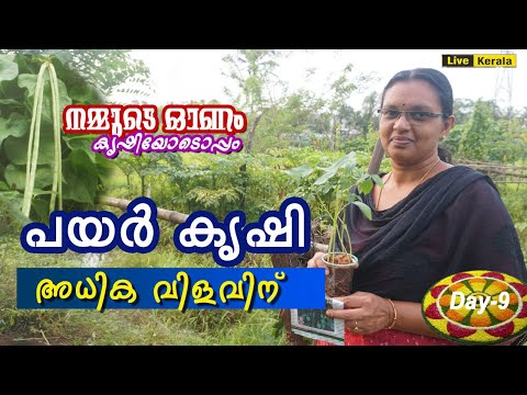 പയർ കൃഷി  അറിഞ്ഞിരിക്കേണ്ട കാര്യങ്ങൾ/Payar Krishi in Malayalam