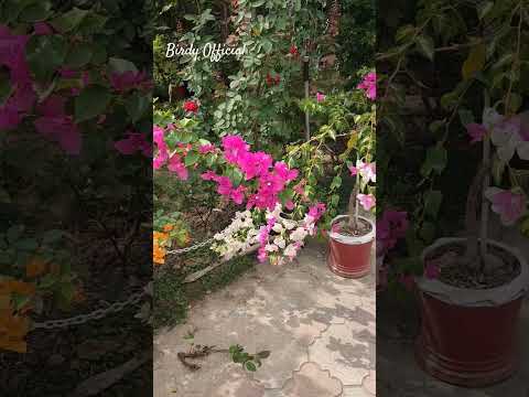 Bougainvillea Flowers #homegarden #bougainvilla #flowers