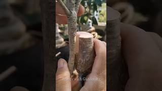 How To Graft Fruit Trees | grafting plants #grafting #shorts #fruit #viralvideo